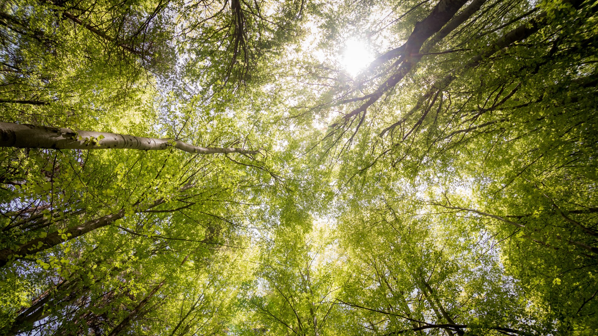 Trees ©Pexels.com Trees